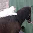 Horse with cat 2